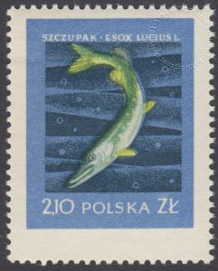 Szlachetne gatunki ryb - 908