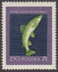 Szlachetne gatunki ryb - 909