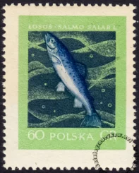 Szlachetne gatunki ryb - 907