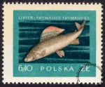 Szlachetne gatunki ryb - 910