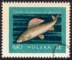 Szlachetne gatunki ryb - 910