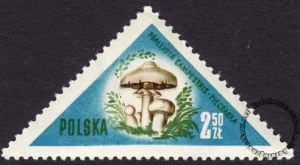 Grzyby polskie - 953