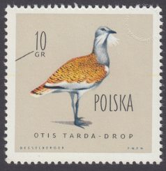 Ptaki chronione w Polsce - 1062