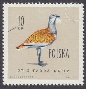 Ptaki chronione w Polsce - 1062