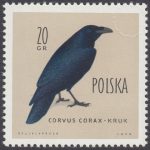 Ptaki chronione w Polsce - 1063