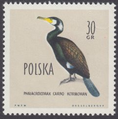 Ptaki chronione w Polsce - 1064