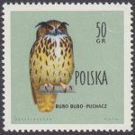 Ptaki chronione w Polsce - 106
