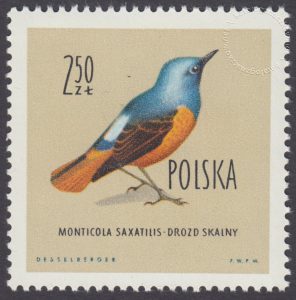 Ptaki chronione w Polsce - 1070