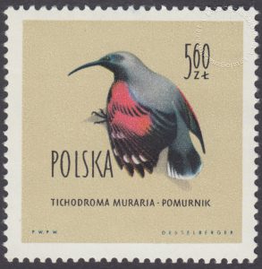 Ptaki chronione w Polsce - 1072