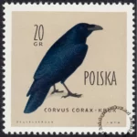 Ptaki chronione w Polsce - 1063