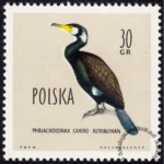 Ptaki chronione w Polsce - 1064