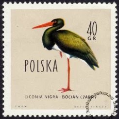 Ptaki chronione w Polsce - 1065