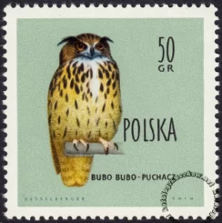 Ptaki chronione w Polsce - 1066