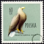 Ptaki chronione w Polsce - 1067