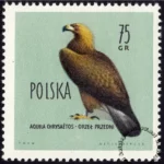 Ptaki chronione w Polsce - 1068