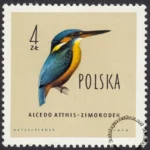 Ptaki chronione w Polsce - 1071