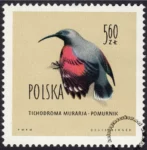 Ptaki chronione w Polsce - 1072