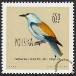 Ptaki chronione w Polsce - 1073