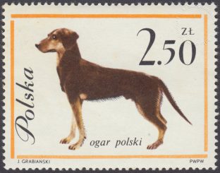 Rasy psów - 1232