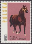Konie polskie - 1305