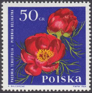 Kwiaty ogrodowe - 1395