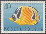 Ryby egzotyczne - 1602