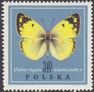 Motyle - 1656
