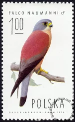 Sokoły znaczek numer 2207