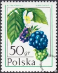 Owoce leśne znaczek numer 2340