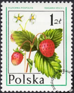 Owoce leśne znaczek numer 2342