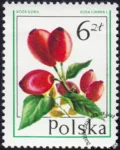 Owoce leśne znaczek numer 2346
