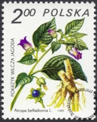 Rośliny lecznicze znaczek numer 2558