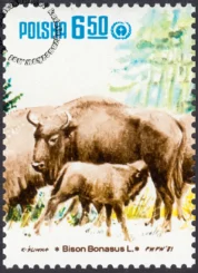 Restytucja żubra znaczek numer 2611