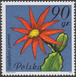 Kwiaty sukulentów - kaktusy - 2636