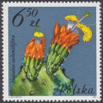 Kwiaty sukulentów - kaktusy - 2641