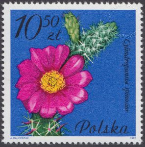 Kwiaty sukulentów - kaktusy - 2643