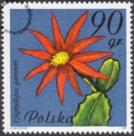 Kwiaty sukulentów znaczek numer 2636