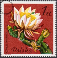 Kwiaty sukulentów znaczek numer 2637