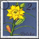 Kwiaty sukulentów znaczek numer 2638