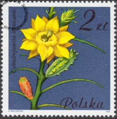 Kwiaty sukulentów znaczek numer 2638