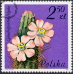 Kwiaty sukulentów znaczek numer 2639