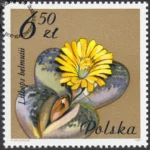 Kwiaty sukulentów znaczek numer 2642