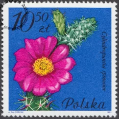 Kwiaty sukulentów znaczek numer 2643