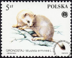 Chronione zwierzęta futerkowe znaczek numer 2800
