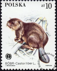 Chronione zwierzęta futerkowe znaczek numer 2801