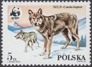 Dzikie zwierzęta chronione - wilk - 2827