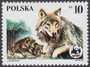 Dzikie zwierzęta chronione - wilk - 2828