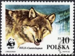 Dzikie zwierzęta chronione - wilk znaczek numer 2829