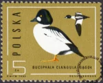 Ptaki - dzikie kaczki znaczek numer 2853