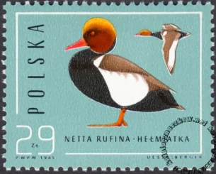 Ptaki - dzikie kaczki znaczek numer 2855